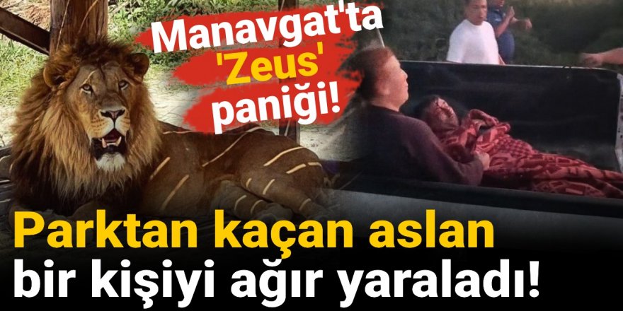 Sosyal medya Manavgat'ta kaçan aslanı konuşuyor!