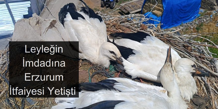 Erzurum'da Leylek kurtarma operasyonu