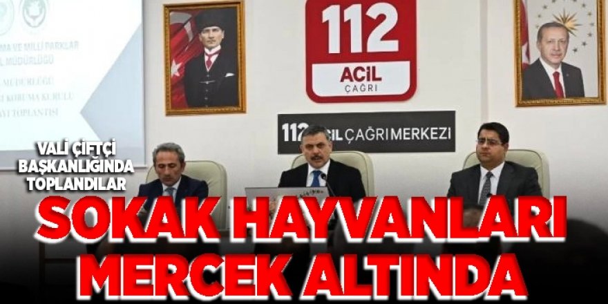 Erzurum'da Sokak hayvanları mercek altında