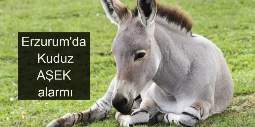 Erzurum'da kuduz Eşek alarmı