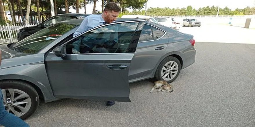 Dal, kıl payı kurtuldu: Faciaya ramak kaldı!