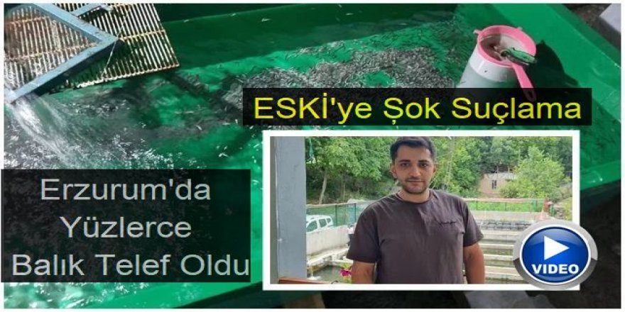 Erzurum'da yüzbinlerce balık telef oldu! ESKİ'yi suçladılar