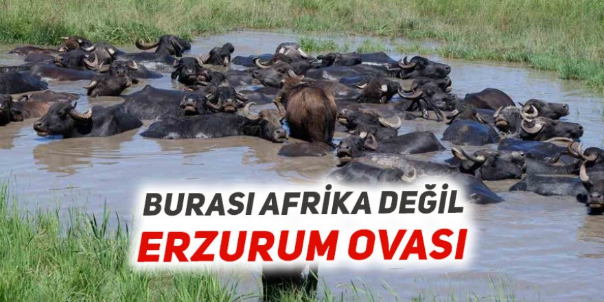 Afrika değil, Erzurum!