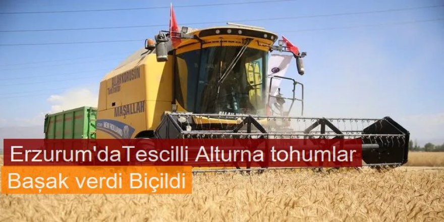 Erzurum'da Tescilli Alturna tohumundan yetiştirilen buğdayın hasadı yapıldı