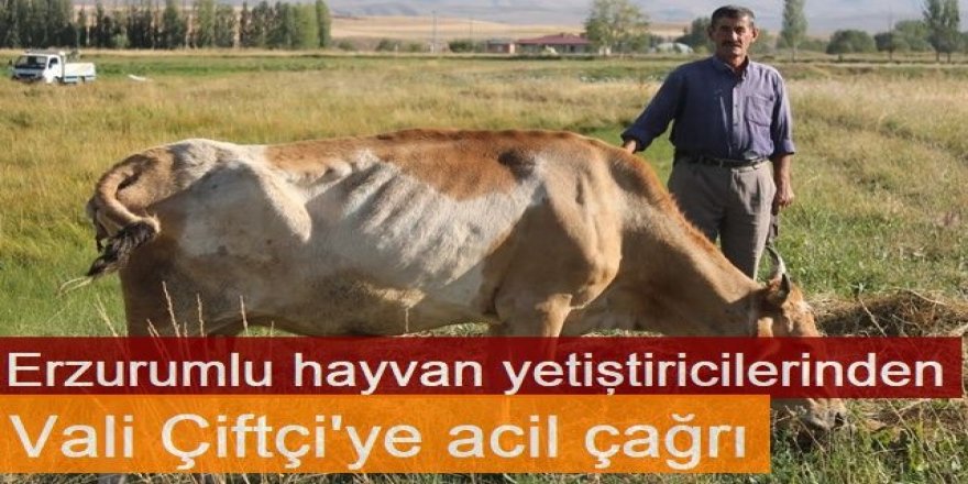 Erzurumlu hayvan yetiştiricilerinden Vali Çiftçi'ye acil çağrı