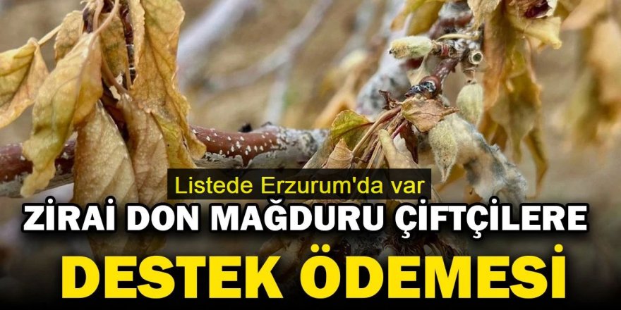 Zirai don mağduru çiftçilere 21 milyar TL: Listede Erzurum'da var
