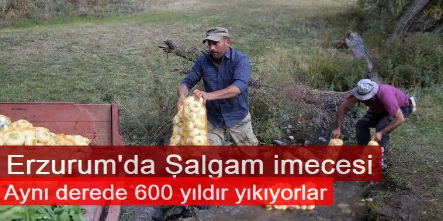 Şalgamlar 600 yıldır aynı derede imece usulüyle yıkanıyor
