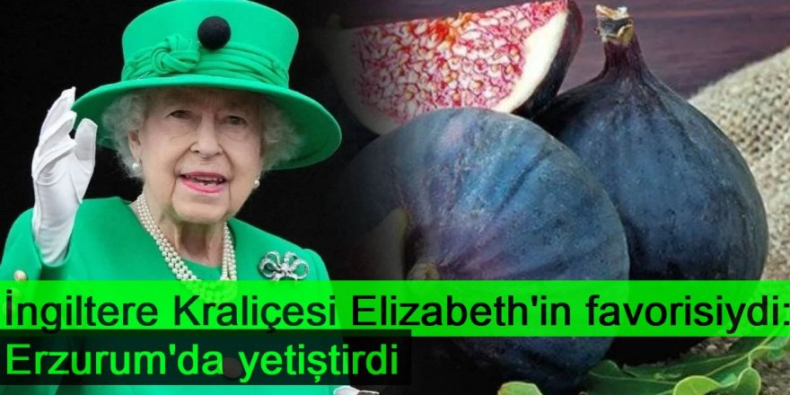 İngiltere Kraliçesi Elizabeth'in favorisiydi: Erzurum'da yetiştirdi, kilosu 600 liradan satılıyor