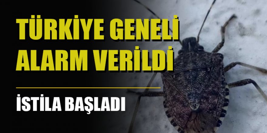 Türkiye genelinde alarm verildi, Karadeniz'i tümden sardı: Büyük istila başladı