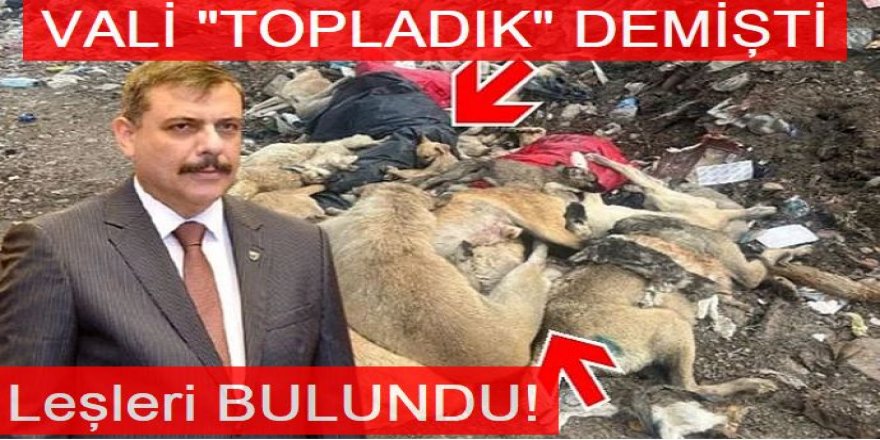 Erzurum'da köpek ve kedi leşleri geri dönüşüm merkezinde çıktı
