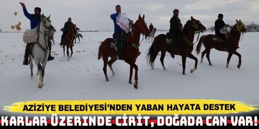Aziziye Belediyesi’nden yaban hayata destek