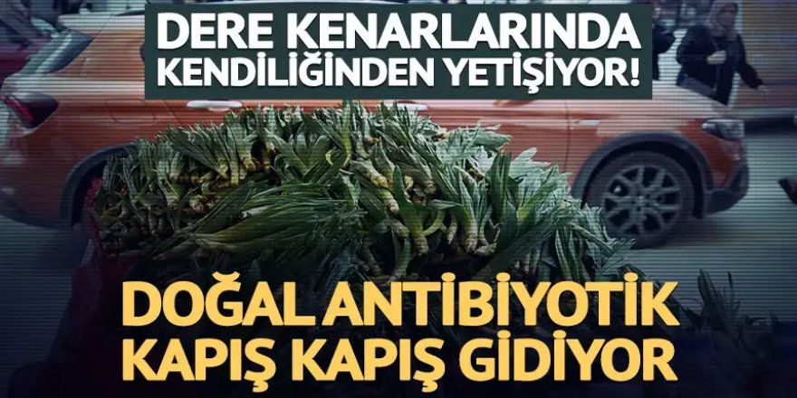 Dere kenarlarında kendiliğinden yetişiyor!