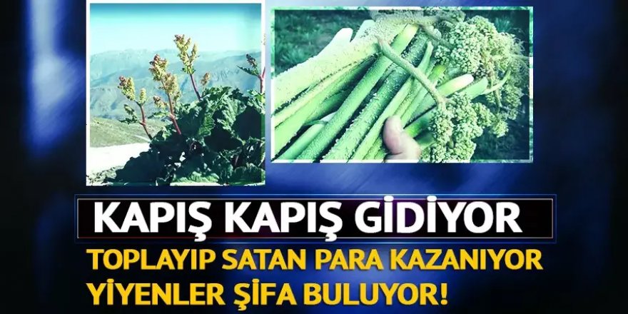 Toplayıp satan para kazanıyor, yiyen şifa buluyor!