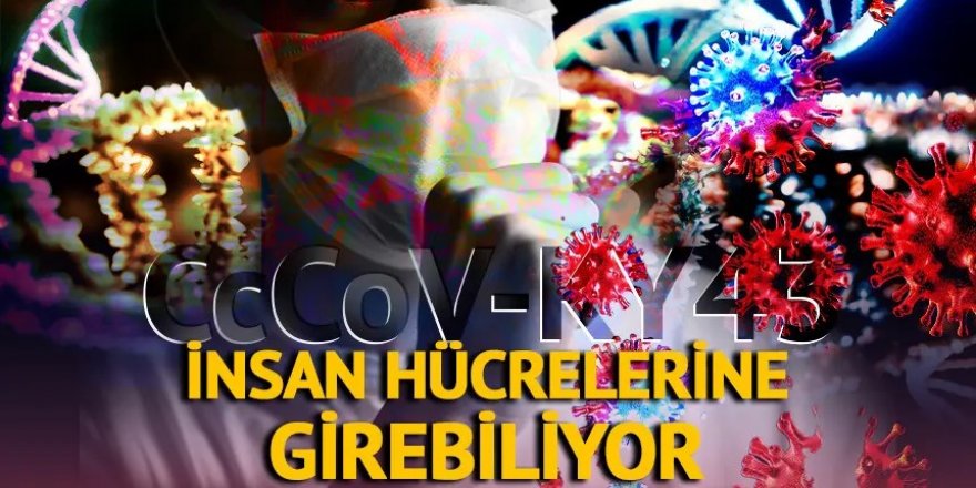 Yeni virüs insan hücrelerine girebiliyor! CcCoV-KY43 paniği