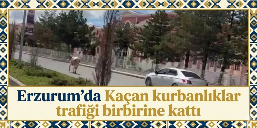 Erzurum'da Kaçan kurbanlıklar trafiği birbirine katt