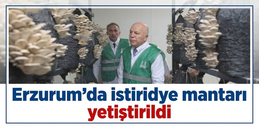 Erzurum’da istiridye mantarı yetiştirildi