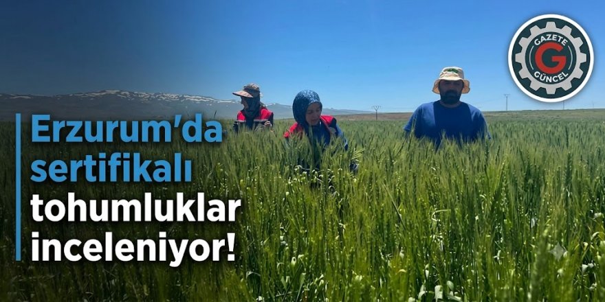 Erzurum'da sertifikalı tohumluklar inceleniyor!