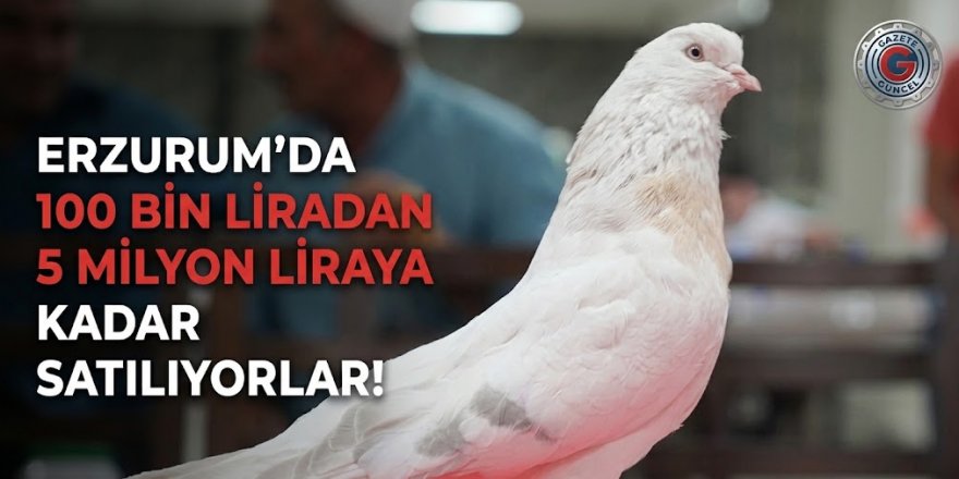 Erzurum'da 100 bin liradan 5 milyon liraya kadar satılıyorlar!