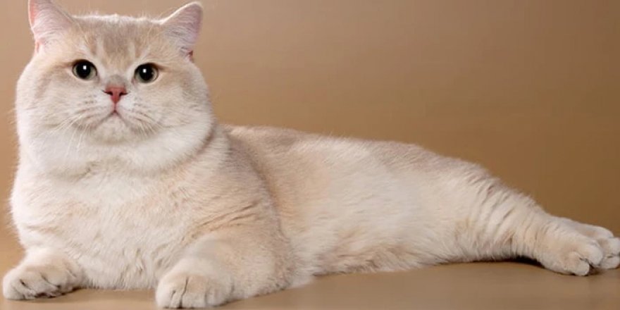 Golden British Shorthair Nasıl Bir Kedidir? Karakteri, Bakımı ve Özellikleri