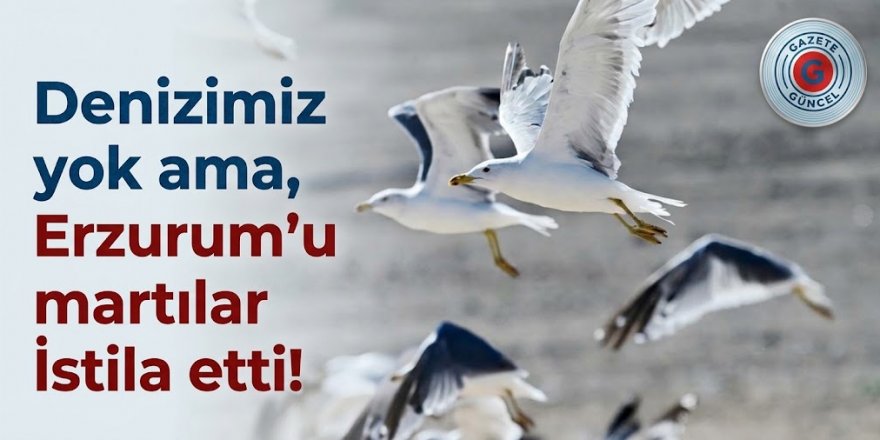 Denizimiz yok ama, Erzurum'u martılar! İstila etti!