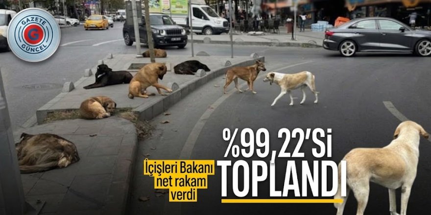 Bakan Mustafa Çiftçi: 1,5 ay sonra başıboş köpek sorunu kalmayacak