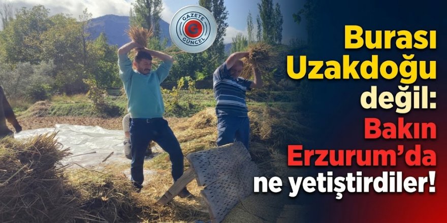 Burası Uzakdoğu değil: Bakın Erzurum'da ne yetiştirdiler!