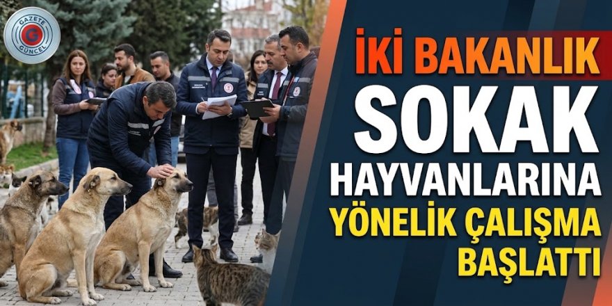 İki Bakanlık Harekete Geçti: Sokak Hayvanlarına Yönelik Çalışmalar Masada