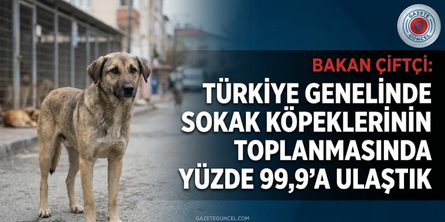 Bakan Çiftçi: Türkiye genelinde sokak köpeklerinin toplanmasında yüzde 99,9'a ulaştık