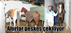 Ahırlar peşkeş çekiliyor!