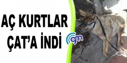 Aç kurtlar Çat'a indi