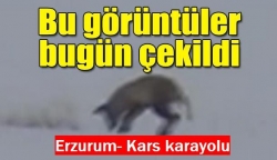 Karla kaplı arazilerde fare avı!