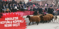 Aşkele'de koyunlu köpekli resmi geçit