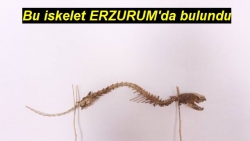 Bulunan Hayvan İskeleti Şaşırtıyor