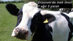 Erzurum'da kanlı inek tartışması!