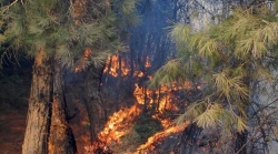 İspir'de orman yangını