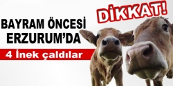 Erzurum'da hırsızlar inek çaldı!