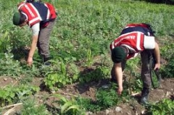 Pasinler'de 900 kök kenevir ele geçirildi