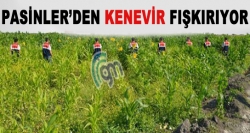 25 bin 35 kök kenevir ele geçirildi