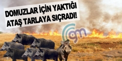 Domuzlar için yaktığı ateş tarlaya sıçradı!