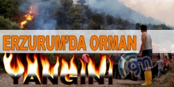 Erzurum'da 190 çam ağacı yandı