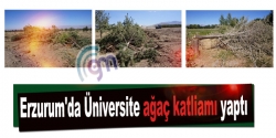 Erzurum'da Üniversite ağaç katliamı yaptı