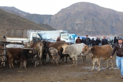 Erzurum büyükbaş'da 2. sırada