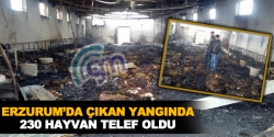 230 hayvan telef oldu