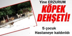 Erzurum'da köpek çocukları ısırdı!