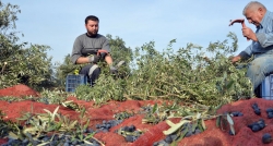 Yırca Köyü'nde ağlatan hasat