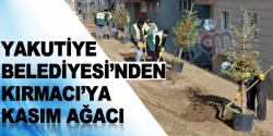 Kırmacı'ya Kasım ağacı