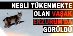 Erzurum'da görüldü!