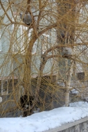 Erzurum soğuğu kedileri ağaca çıkardı