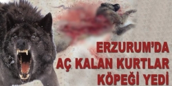 Aç kurtlar köpeği yedi