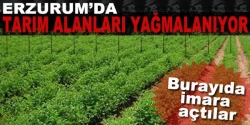 Erzurum'da tarım alanları yağmalanıyor